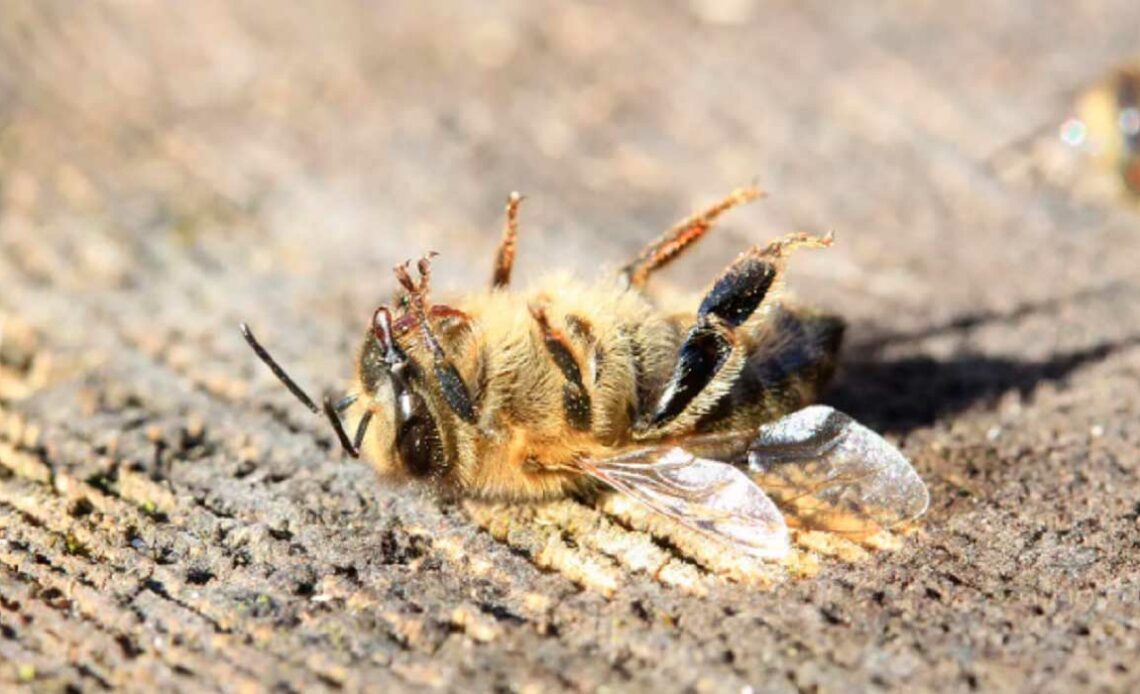 Abelha (Apis mellifera) morta por envenenamento