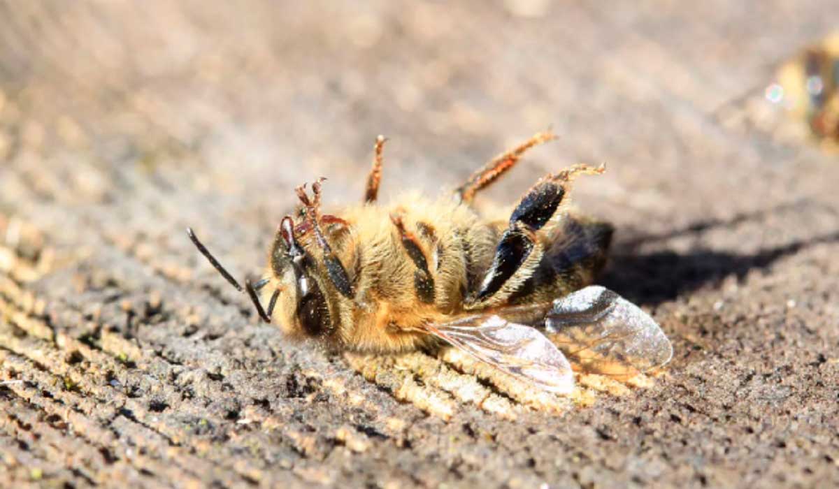 Abelha (Apis mellifera) morta por envenenamento