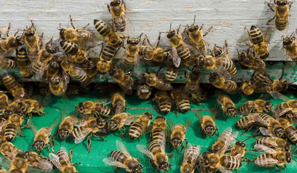 Abelhas (Apis mellifera) operárias no alvado de uma colmeia