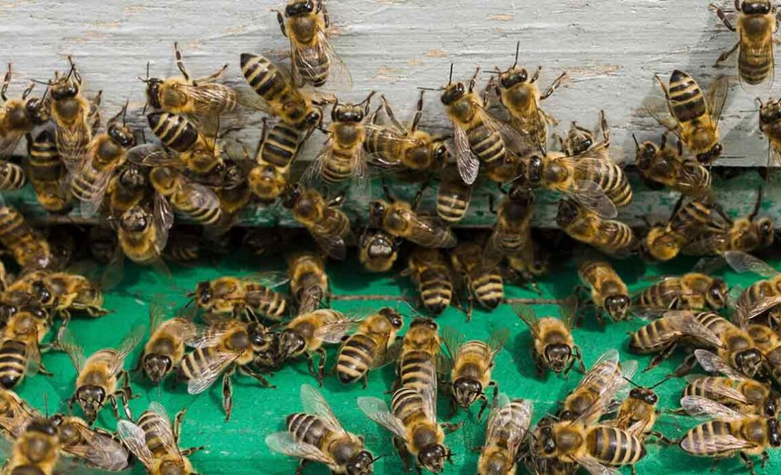 Abelhas (Apis mellifera) operárias no alvado de uma colmeia