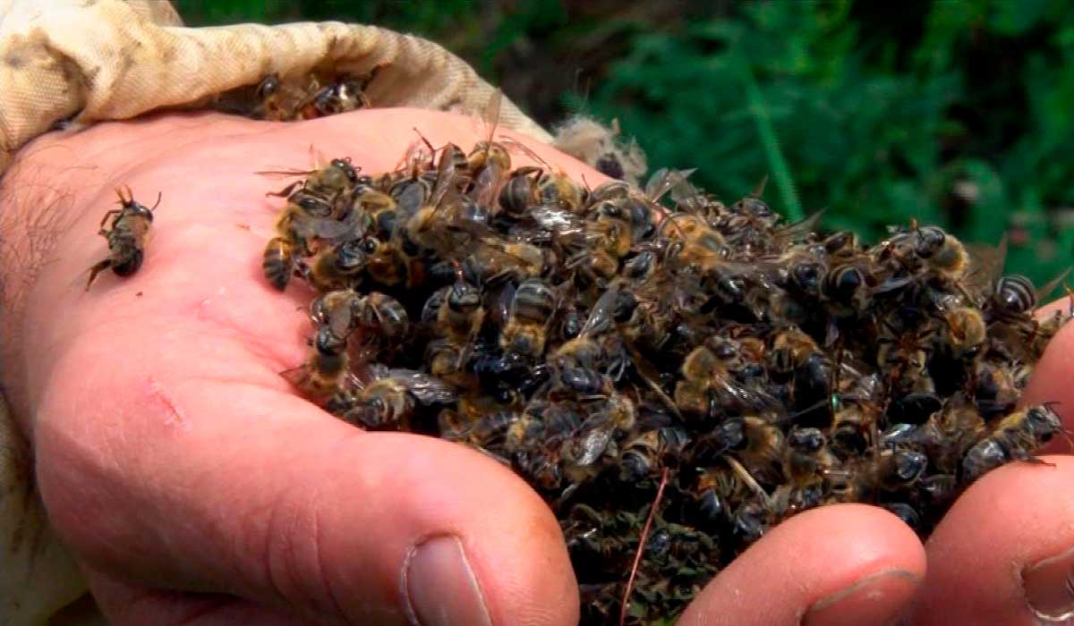 Apicultor segurando um punhado de abelhas mortas
