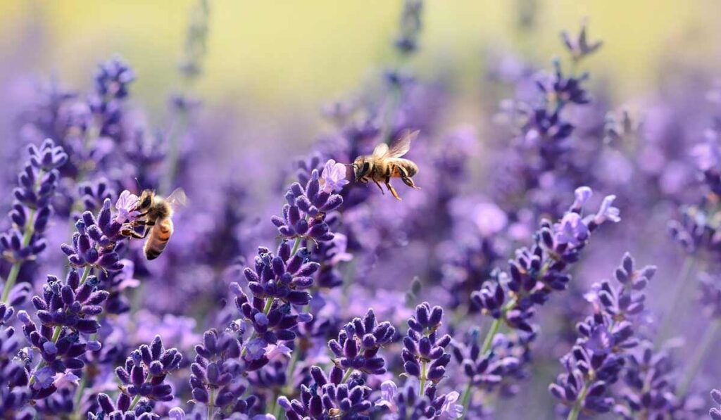 Abelhas coletando nectar no cultivo de lavanda