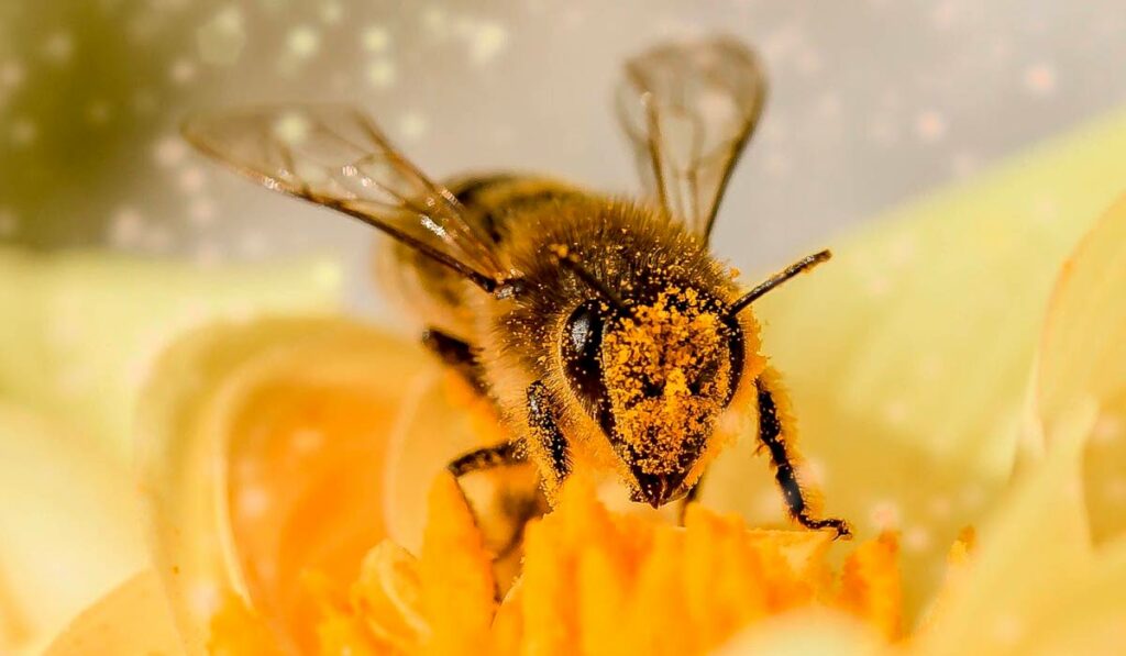 Abelha numa flor coberta com grãos de pólen