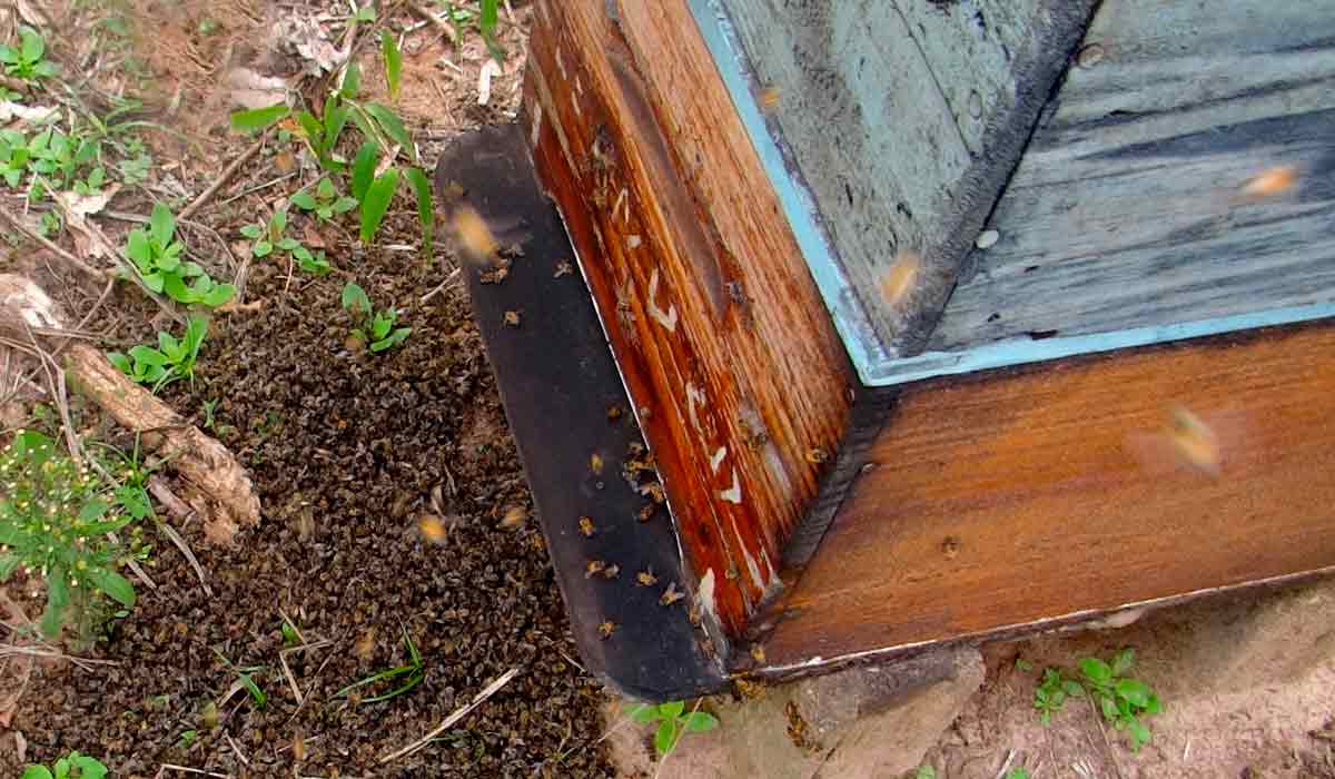 Abelhas mortas no chão em frente à colmeia