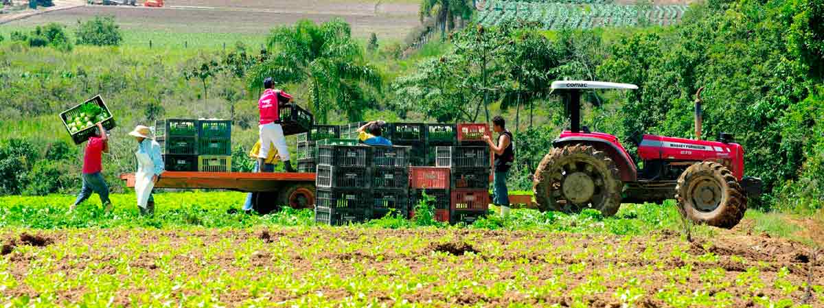 Agricultores familiares colhendo e carregando uma carreta tracionada por trator