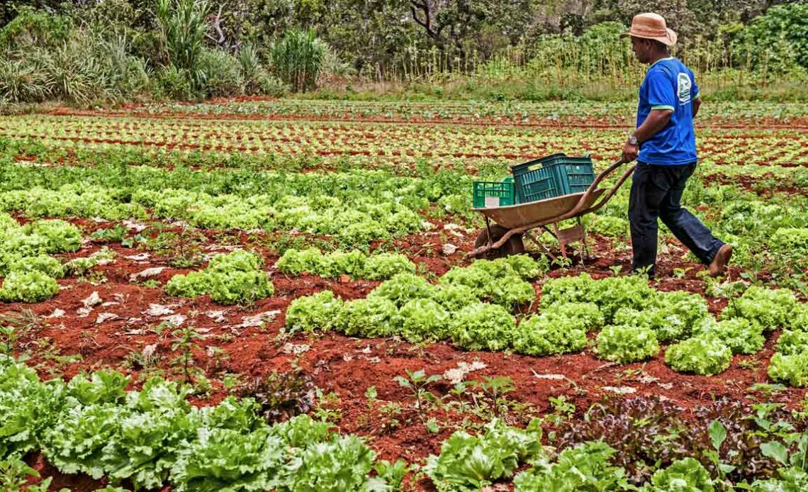 Agricultor familiar iniciando colheita com um carrinho de mão