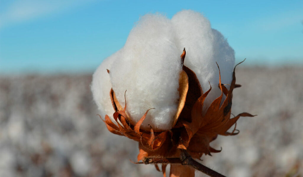 Pluma de algodão pronta para ser colhida