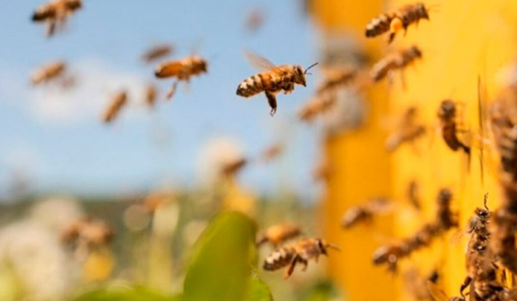 Abelhas (Apis mellifera) na entrada da colmeia