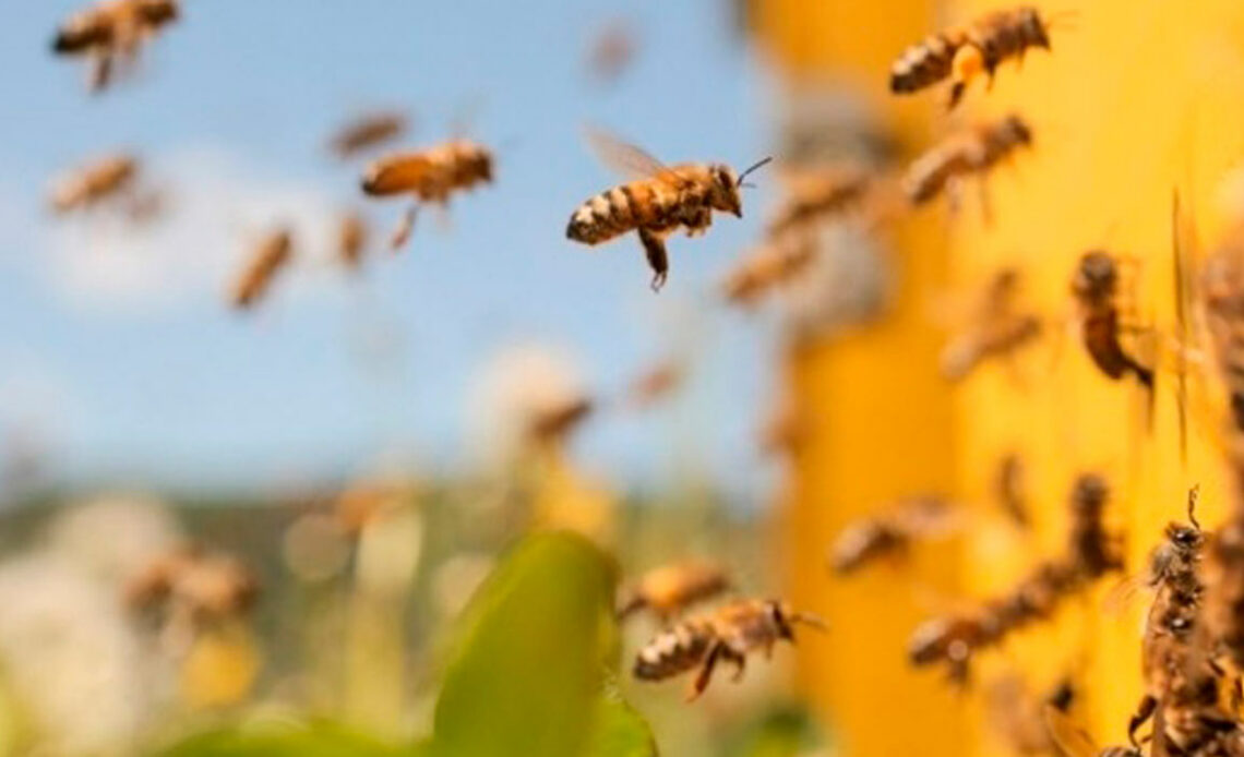 Abelhas (Apis mellifera) na entrada da colmeia