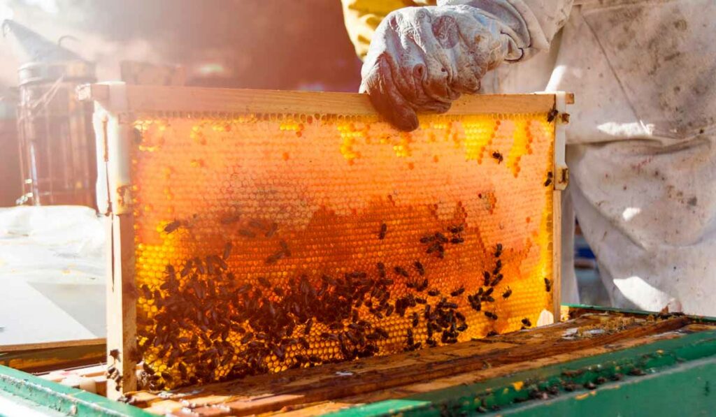 Apicultor fazendo inspeção em colmeia com favo de mel sendo retirado
