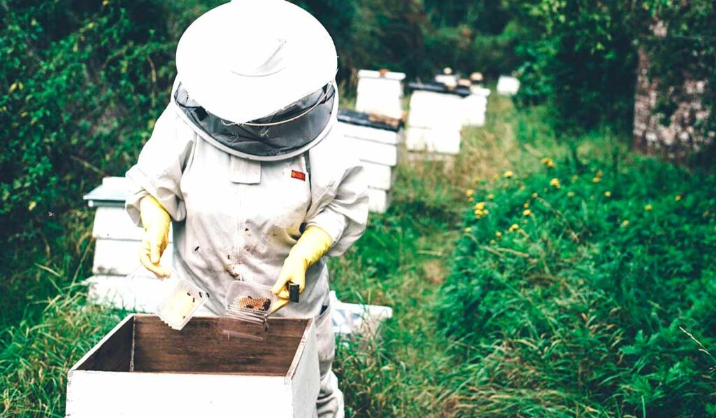 Apicultor revisando uma colmeia no apiário