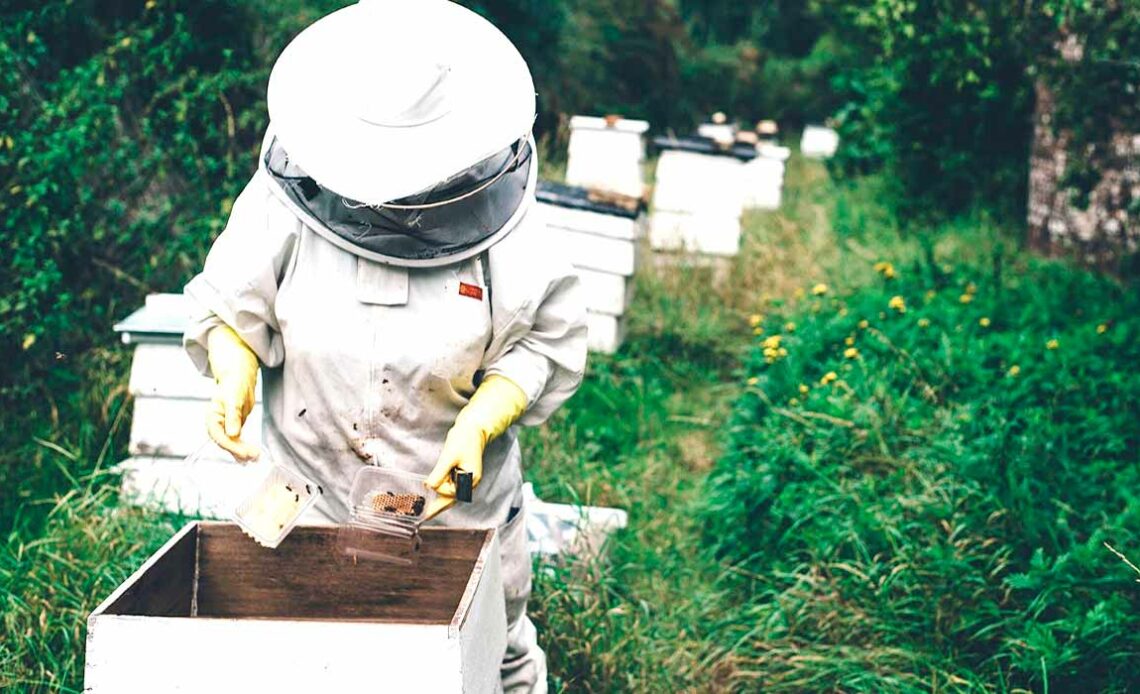 Apicultor revisando uma colmeia no apiário