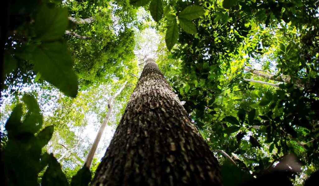 Floresta em pé