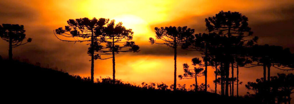 Araucárias no planalto de Lages e por do sol ao fundo