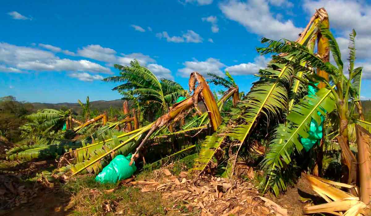 Efeitos do ciclone bomba no bananal