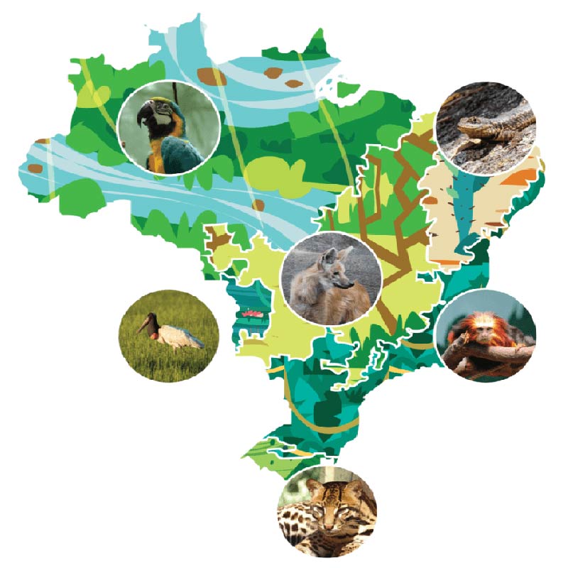 Mapa do Brasil destacando sua biodiversidade