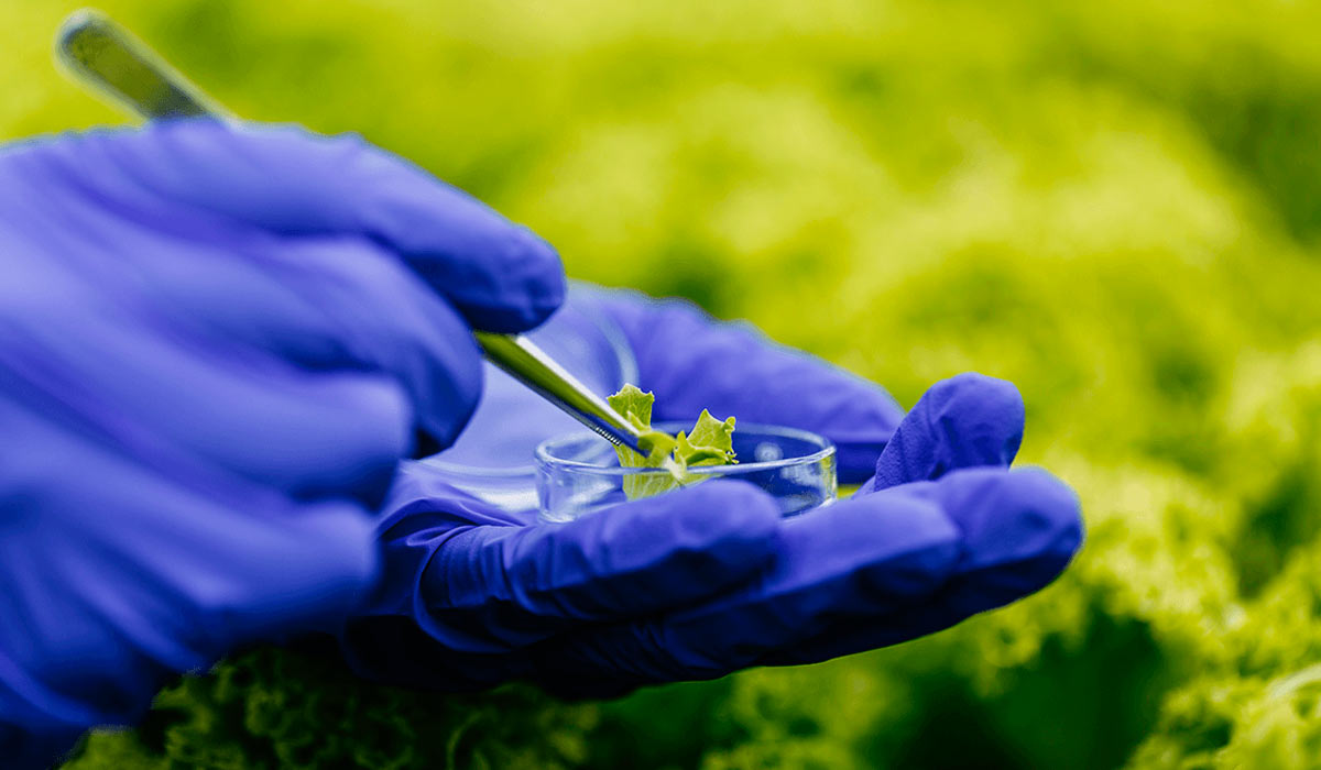 Pesquisador manipulando material in vitro