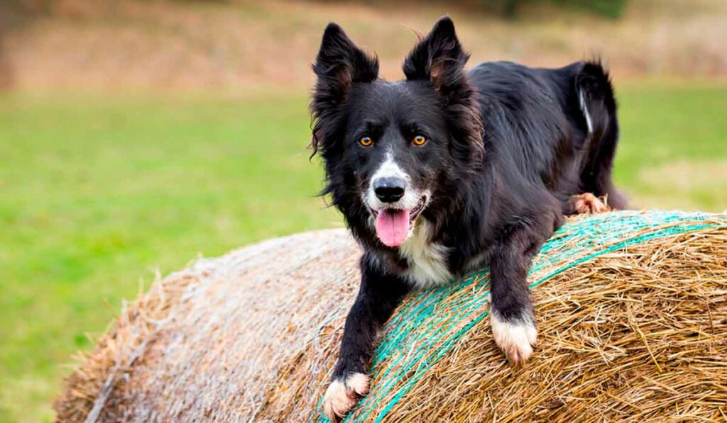 Border Collie