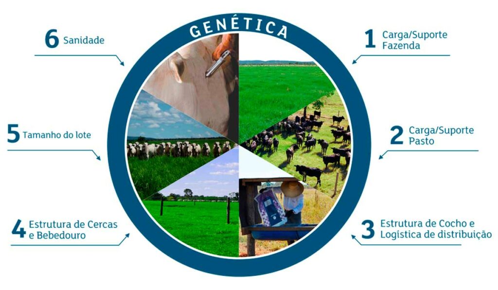 Bovinocultura de corte - Fatores que podem impactar no ganho de peso do rebanho