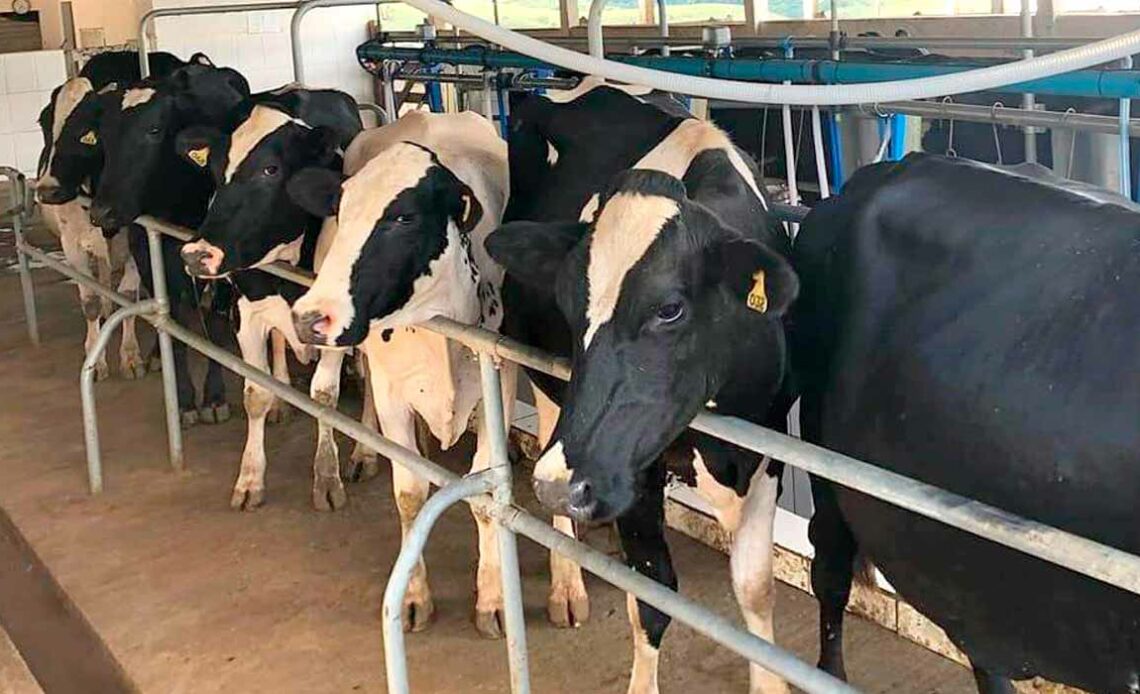Sala de ordenha simplificada com vacas dispostas para o início da operação