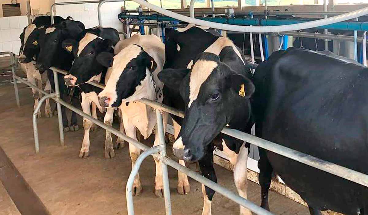 Sala de ordenha simplificada com vacas dispostas para o início da operação