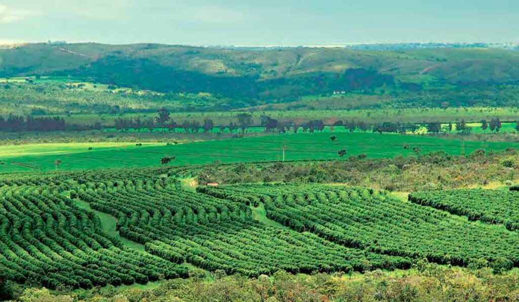 Cafezal no cerrado