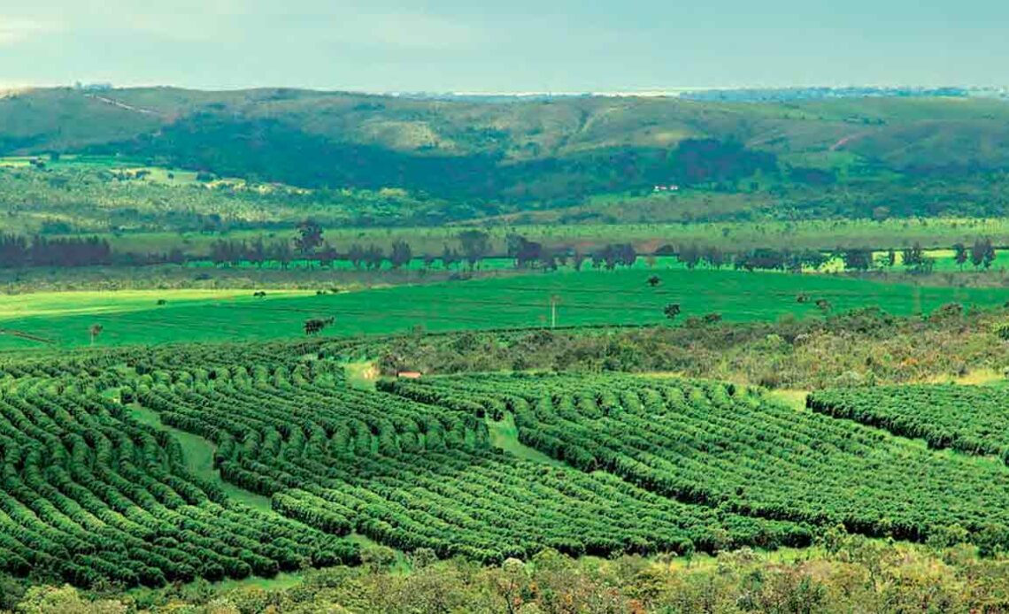 Cafezal no cerrado