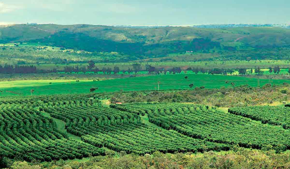 Cafezal no cerrado