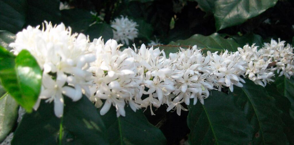 Floração do cafeeiro