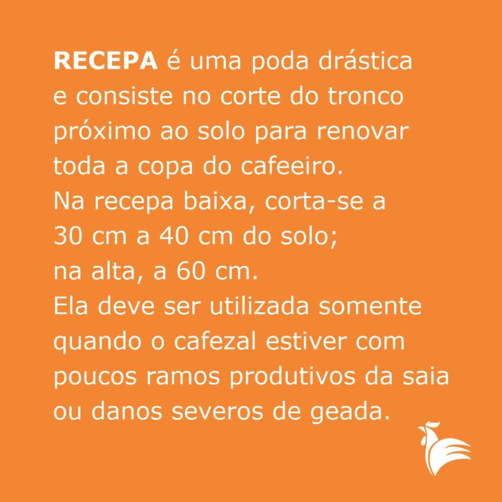 Recepa