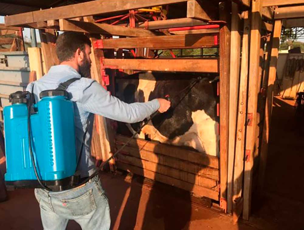 Técnico pulverizando o carrapaticida biológico no gado no tronco