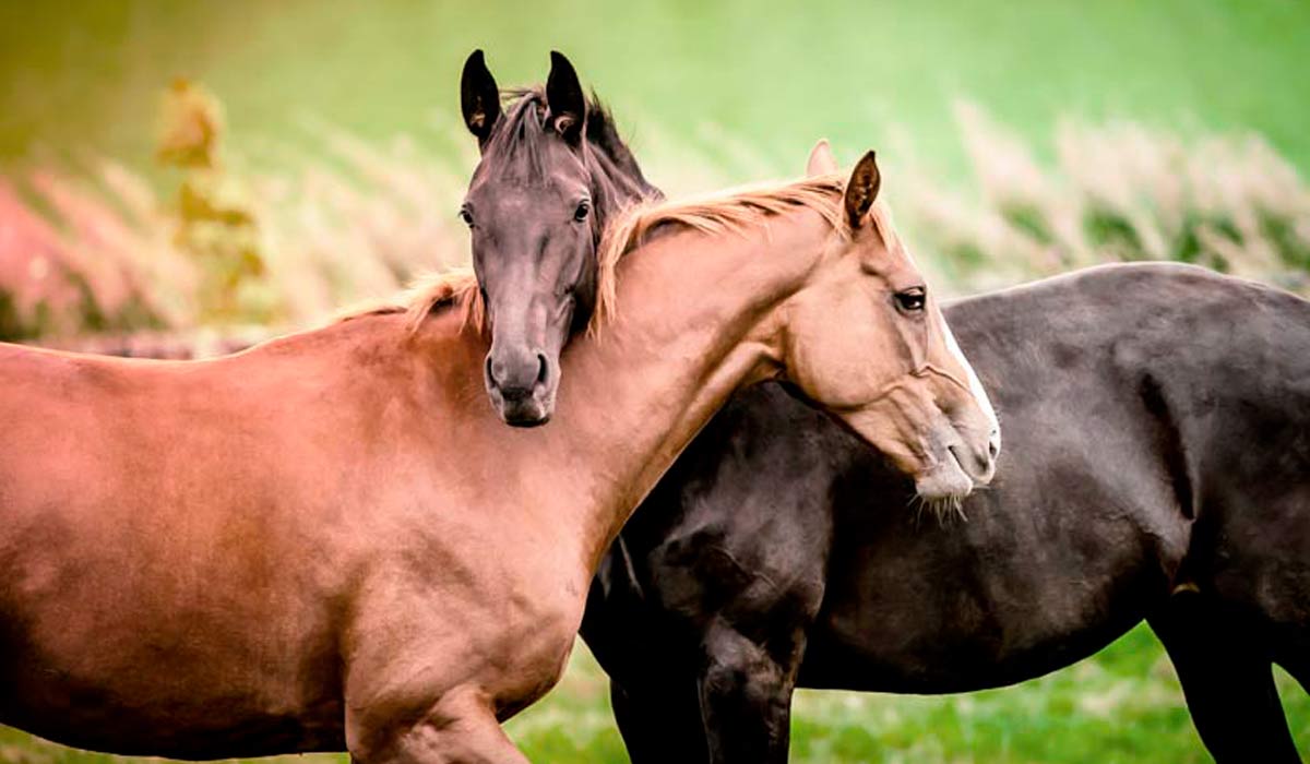Cavalos - Socialização