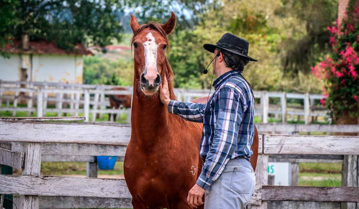 Acalmando o cavalo