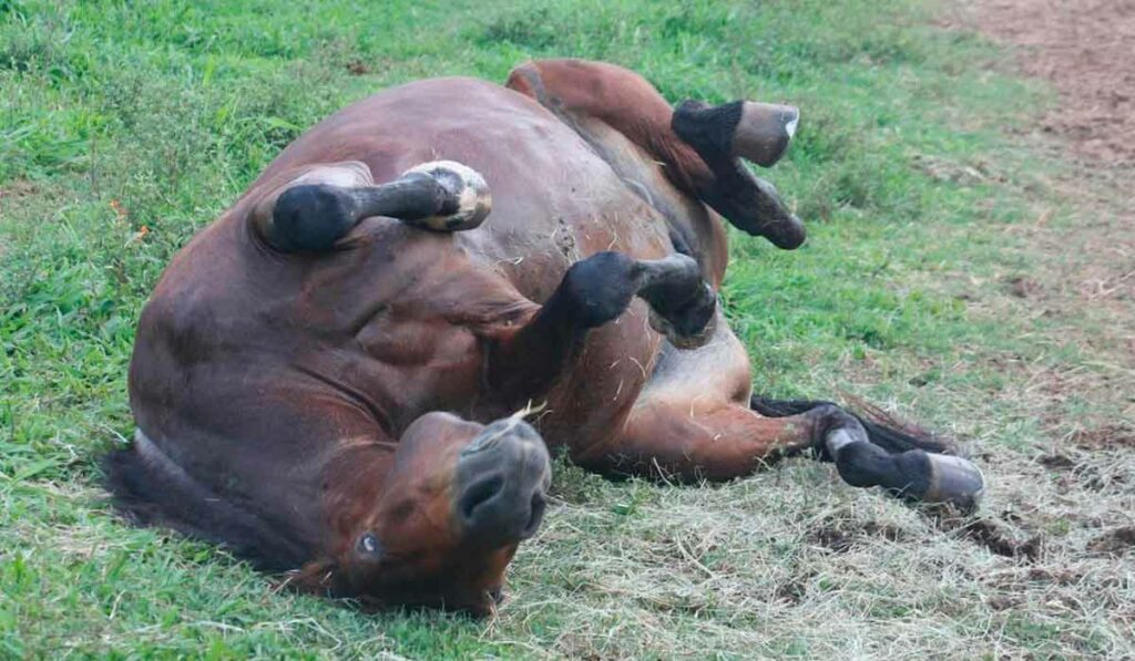 Cavalo com cólica rolando no pasto