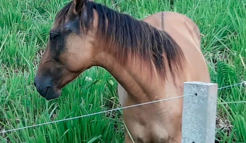 Cavalo no capim massai