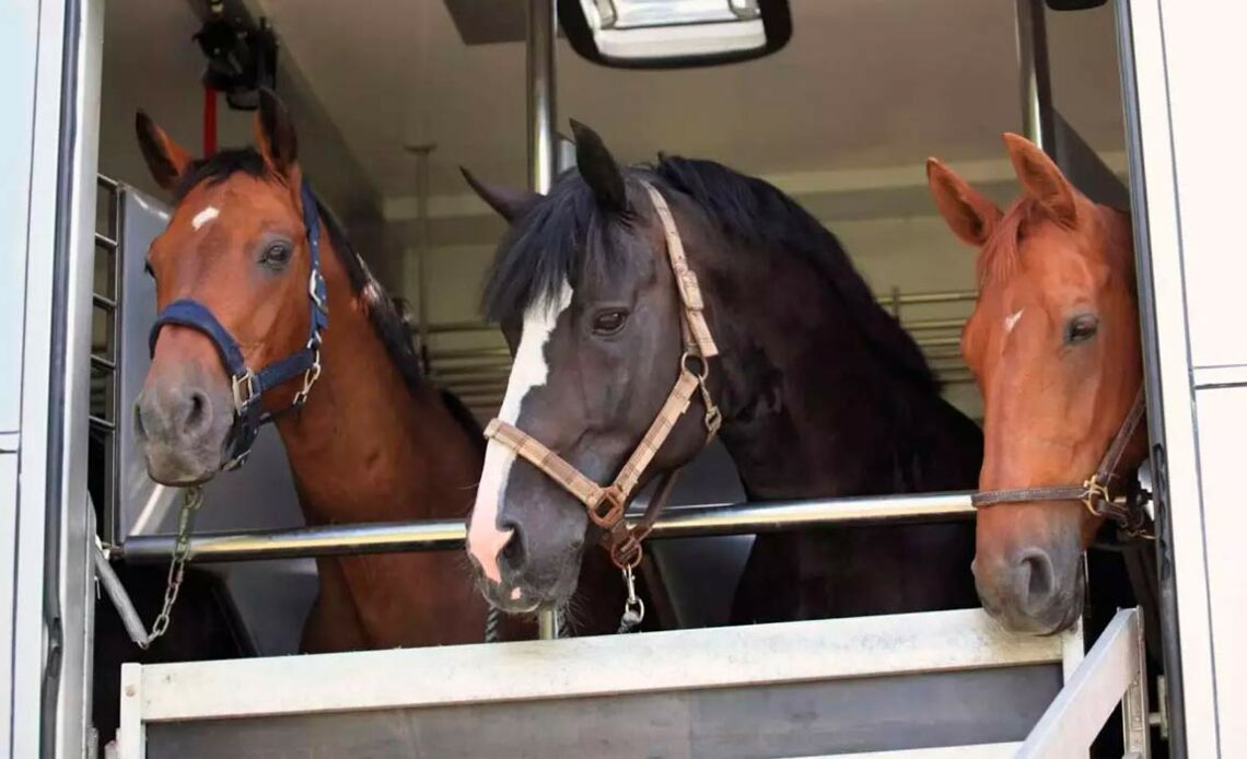 Cavalos no trailer