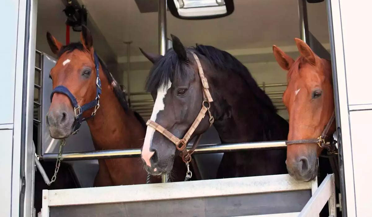 Cavalos no trailer