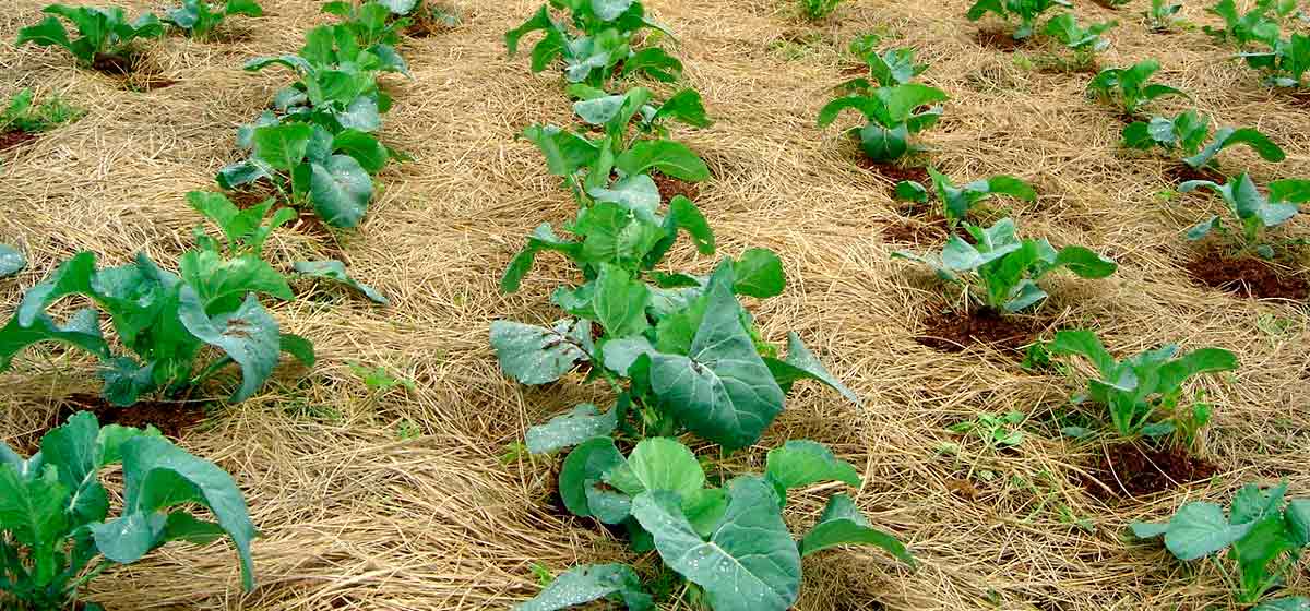 Cobertura morta de grama cortada utilizada no canteiro de cultivo