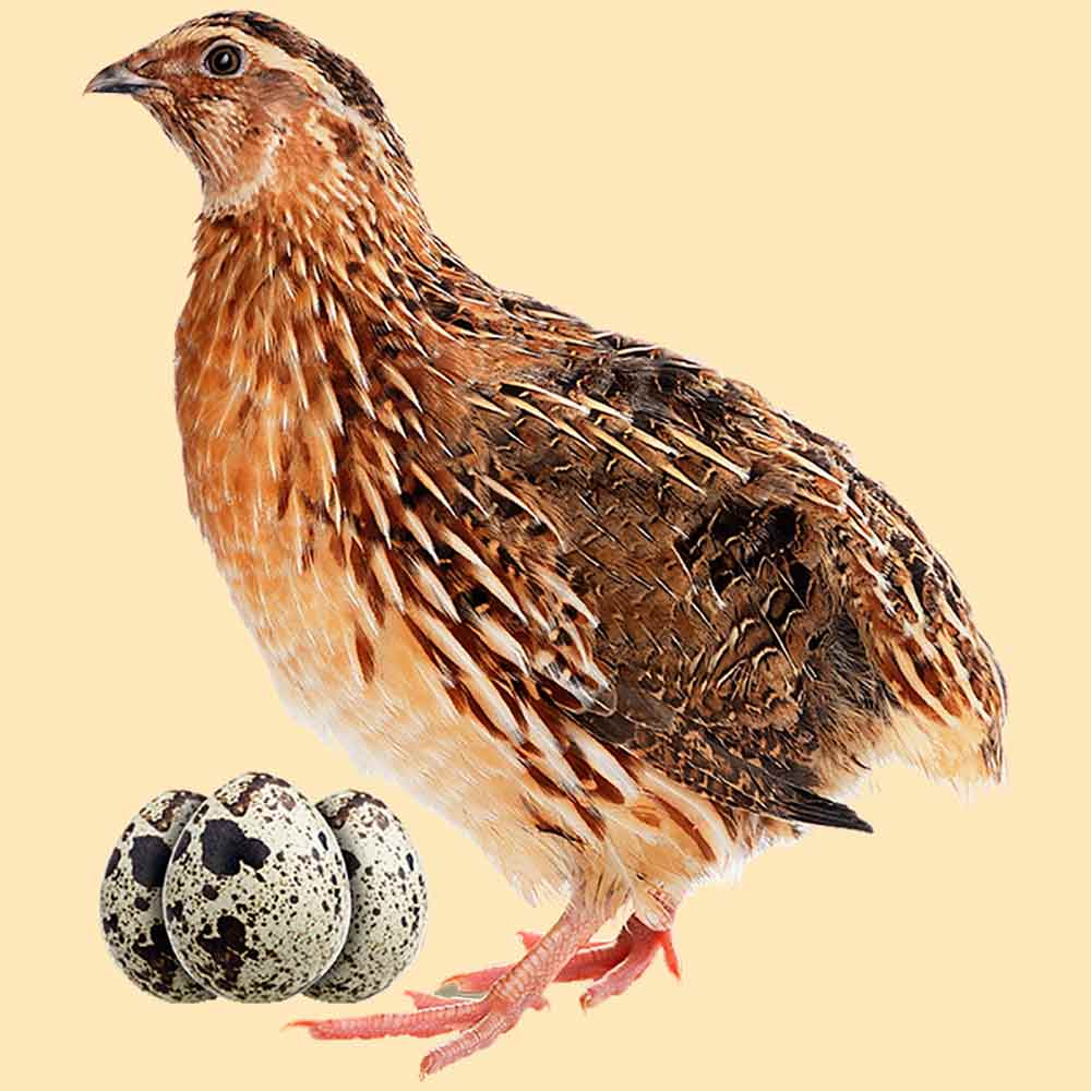 Codorna japonesa (Coturnix coturnix japonica)