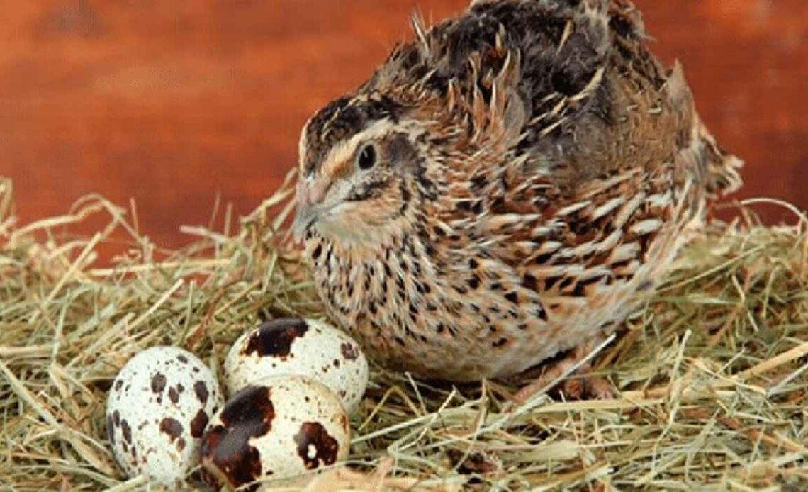 Codorna japonesa (Coturnix coturnix japonica) com ovos