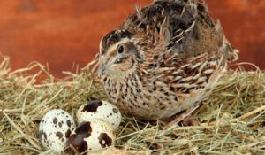 Codorna japonesa (Coturnix coturnix japonica) com ovos