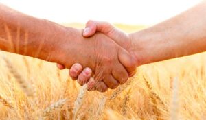 Agricultores dando-se as mãos numa lavoura de trigo