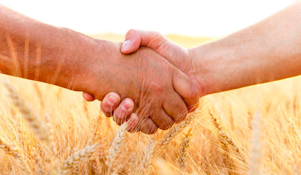 Agricultores dando-se as mãos numa lavoura de trigo