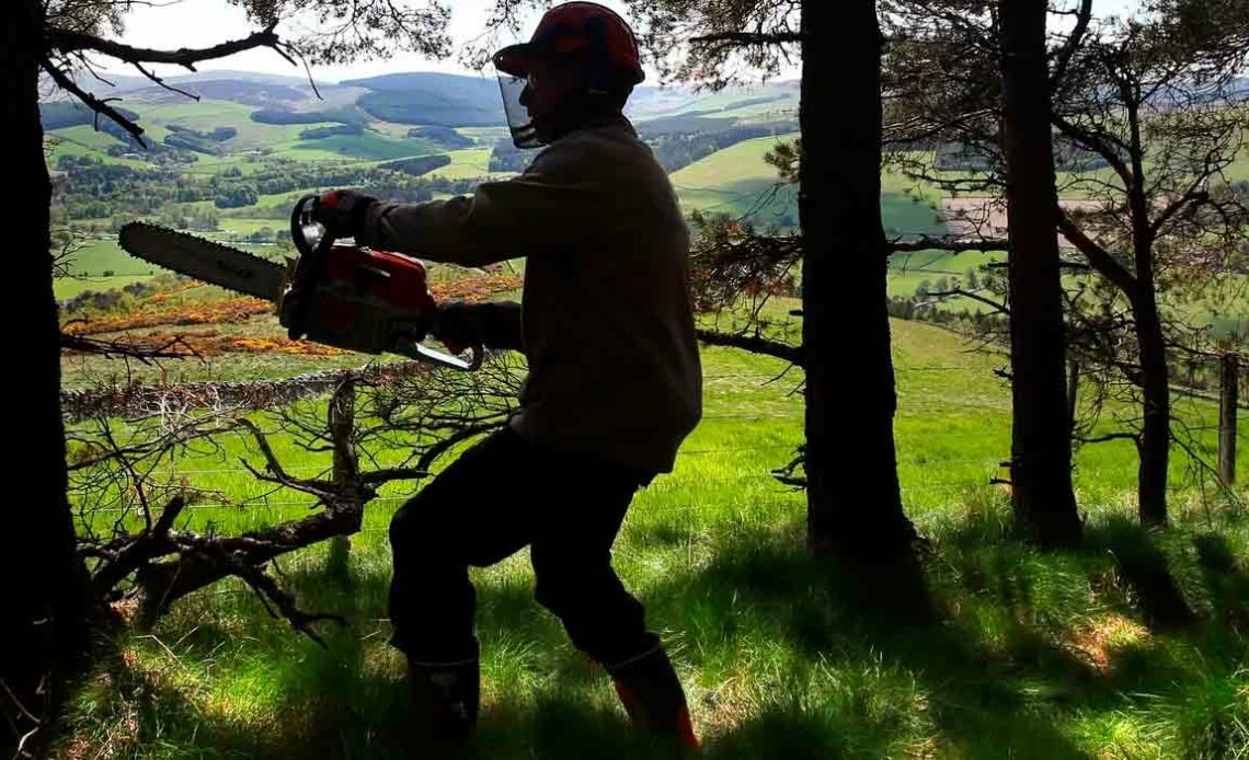 Operador de motosserra pronto para iniciar o corte de uma árvore na Europa