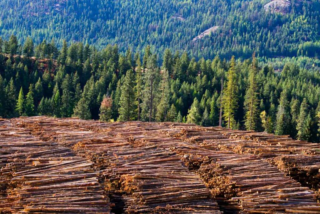 Desmatamento na Europa - Pilha de toras em primeiro plano em áreas de exploração de coníferas