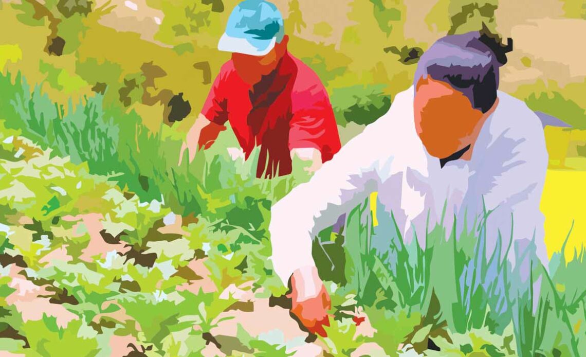 28 de Julho - Dia do Agricultor - Casal de agricultores plantando mudas em canteiro