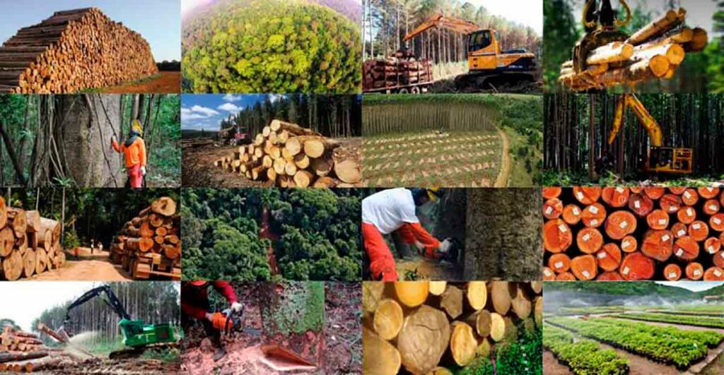 Diversas áreas de atuação do Engenheiro Florestal