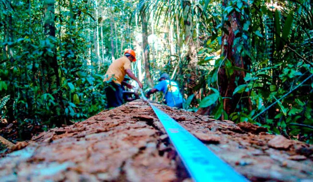 Engenheiros Florestais em trabalho de manejo florestal na mata