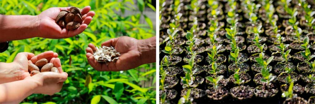 Mãos segurando punhados de sementes florestais e mudas florestais em viveiro