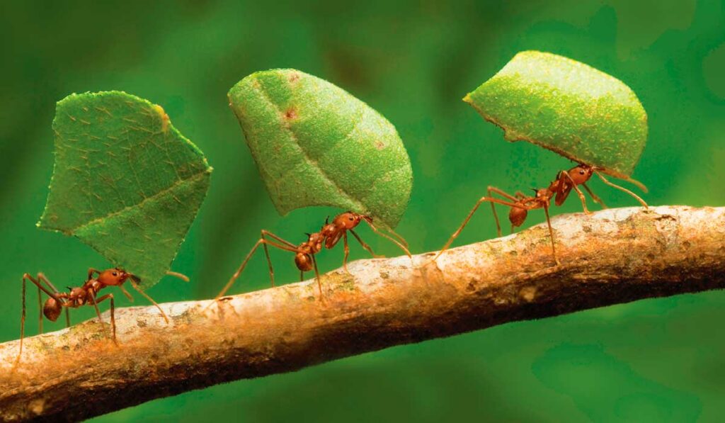 Formigas carregando pedaços de folhas num galho